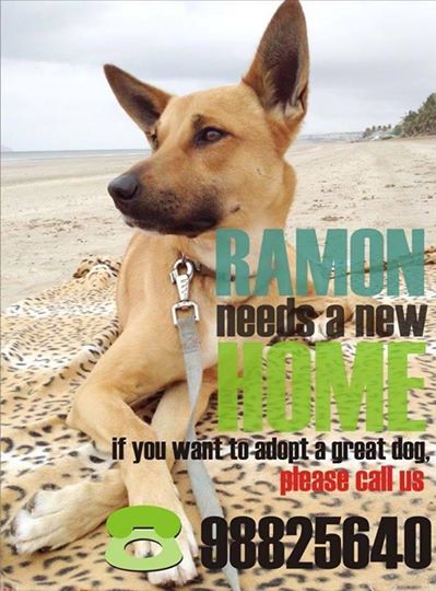Ramon-adopt a pets in Oman